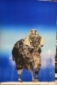 Black on blue buffalo monotype