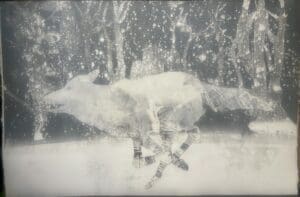 A Winter Wolf Monotype 32x48" of a fox in the snow.