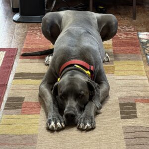 Apollo At The Gallery Every Day (not for sale)
